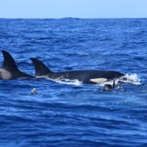 La Ventana Wildlife Safari Expedition